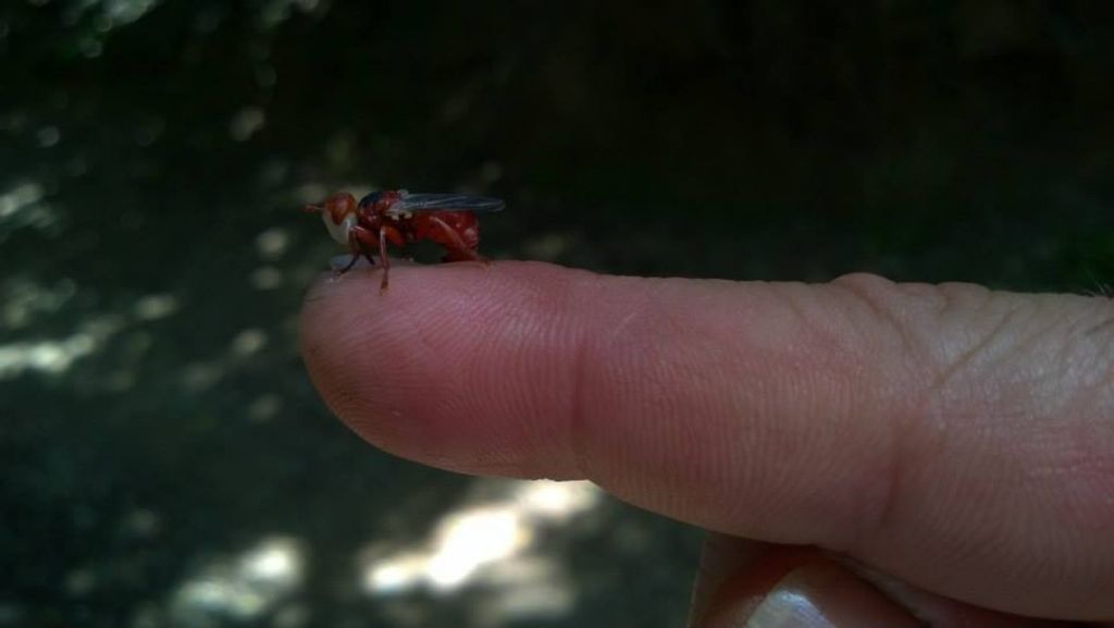 Rosso insetto (Conopidae) da identificare